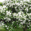 20 WHITE TREE LILAC Hummingbird Flower Fragrant Peking Syringa Pekinensis Seeds
