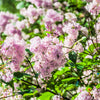 30 PINK LILAC Hungarian Lilac Tree Shrub Syringa Josikaea Fragrant Flower Seeds