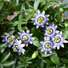 10 Blue Crown PASSION FLOWER / Passion FRUIT Passiflora Caerulea Orange Fruit Vine Seeds