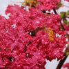 35 Dark PINK CREPE MYRTLE Lagerstroemia Indica Flowering Shrub Bush Small Tree Seeds