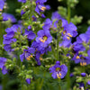 100 BLUE PEARL POLEMONIUM ( Jacobs Ladder ) Polemonium Caeruleum Flower Seeds
