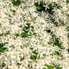 20 SWEET AUTUMN CLEMATIS Paniculata Fragrant White Flower Vine Seeds