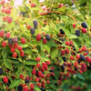 100 BLACKBERRY Fruit Bush Rubus Allegheniensis Seeds
