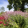 50 Pink VERONICA Longifolia / SPIKE SPEEDWELL Flower Seeds