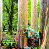 50 RAINBOW EUCALYPTUS Deglupta Gum Multicolor Bark Tree Seeds