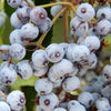 50 BLUE ELDERBERRY Sambucus Cerulea Arizona Blue Elder Tree Shrub Fruit Berry Seeds