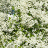20 SWEET AUTUMN CLEMATIS Paniculata Fragrant White Flower Vine Seeds