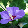 25 Purple ROSE Of SHARON HIBISCUS Syriacus Flower Tree Bush Seeds