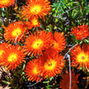 100 Gelato ORANGE ICE PLANT Mesembryanthemum Livingstone Daisy Flower Seeds