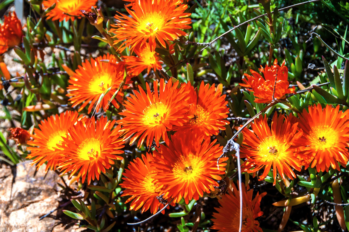 Mixed Colors Ice Plant ( Mesembryanthemum Daisy / Livingstone Daisy ) Dorotheanthus Bellidiformis Flower Seeds – photo 12
