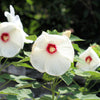 25 Luna WHITE HARDY HIBISCUS Hibiscus Moscheutos Flower Seeds