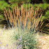 250 Ornamental INDIAN GRASS Sorghastrum Nutans Native Indiangrass Seeds