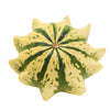 25 TEN COMMANDMENTS GOURD Mix Crown of Thorns Mixed Colors Cucurbita Pepo Seeds