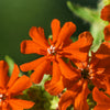 300 MALTESE CROSS Jerusalem Cross Lychnis Campion Chalcedonica Flower Seeds