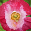 200 AFGHAN RESELECTED Blue POPPY Mixed Colors Papaver Somniferum Setigerum Pink Purple White Flower Seeds