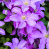 10 PURPLE ALPINE CLEMATIS Alpina Virgin's Bower Flower Vine Seeds