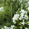 50 WHITE Polemonium Caeruleum JACOB'S LADDER Flower Seeds