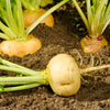 1000 GOLDEN BALL TURNIP Heirloom Yellow Brassica Rapa Root Vegetable Seeds
