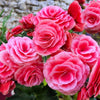 10 BRIGHT PINK DOUBLE BEGONIA Tuberosa Tuberous Begonia Shade Flower Seeds
