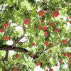 3 NEMAGUARD PEACH TREE Prunus Persica Fruit Pink Flower Seeds
