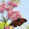 20 HEMP AGRIMONY Eupatorium Cannabinum Raspberries & Cream Flower Seeds