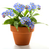 500 Blue FORGET ME NOT Myosotis Sylvatica Shade or Sun Perennial Flower Seeds