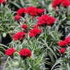 50 SCARLET RED CARNATION Dianthus Caryophyllus Grenadin Double Flower Seeds