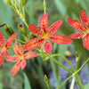 10 FRECKLEFACE BLACKBERRY LILY (Leopard Lily) Belamcanda Chinensis Iris Domestica Flower Seeds