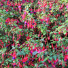 20 HARDY FUCHSIA Magellanica Pink Purple Hummingbird Flower Shrub Seeds