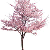 5 MANCHURIAN APRICOT Fruit Tree Flowering Prunus Mandshurica Seeds