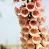 250 APRICOT BEAUTY FOXGLOVE Digiitalis Purpurea Flower Seeds