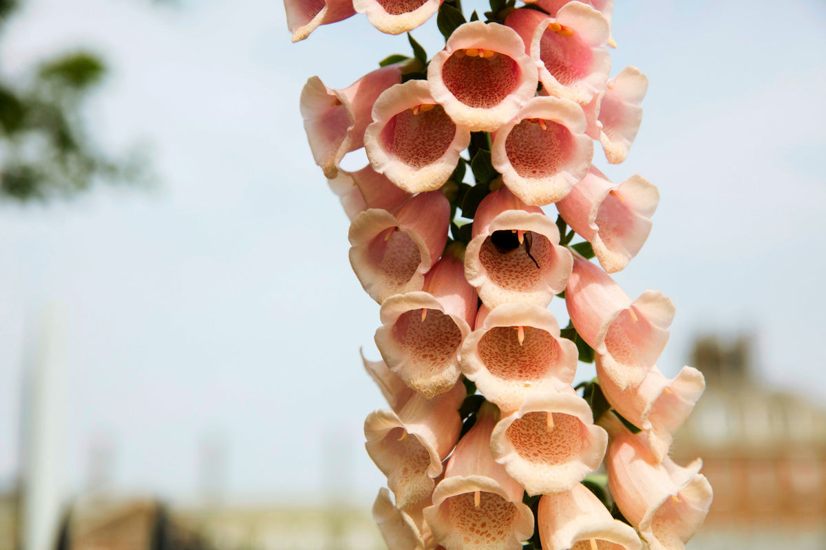 Seeds Mixed Foxglove Seeds – Digitalis Purpurea Flower – photo 19