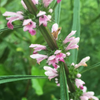 Siberian Motherwort (Leonurus sibiricus)