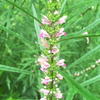 Siberian Motherwort (Leonurus sibiricus)