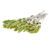 Greek Mountain Tea (Sideritis scardica)