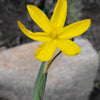 10 YELLOW EYED GRASS Ornamental Sisyrinchium Californicum Flower Seeds