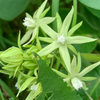 Sky Squash (Morrenia odorata)