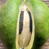 Sky Squash (Morrenia odorata)