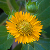 Yellow Earth Apple (Smallanthus sonchifolius)