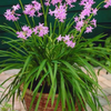 Society Garlic (Tulbaghia violacea)