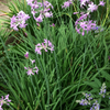 Society Garlic (Tulbaghia violacea)