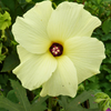 Sea Salad Hibiscus Tree (Abelmoschus manihot)