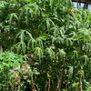 Sea Salad Hibiscus Tree (Abelmoschus manihot)