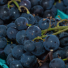 Grape 'Southern Home' (Vitis rotundifolia x Vitis vinifera)