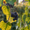 Grape 'Southern Home' (Vitis rotundifolia x Vitis vinifera)