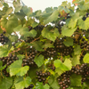 Grape 'Southern Home' (Vitis rotundifolia x Vitis vinifera)