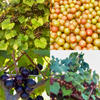 Southern Muscadine Grape Bundle: Carlos + Alachua +Southern Home'