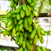 Bilimbi (Averrhoa bilimbi)