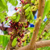 Bilimbi (Averrhoa bilimbi)