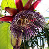 Giant Granadilla (Passiflora quadrangularis L.)